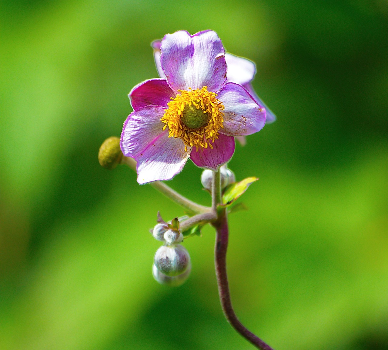 「0种蔬菜名称英文」〃各种蔬菜名称英文