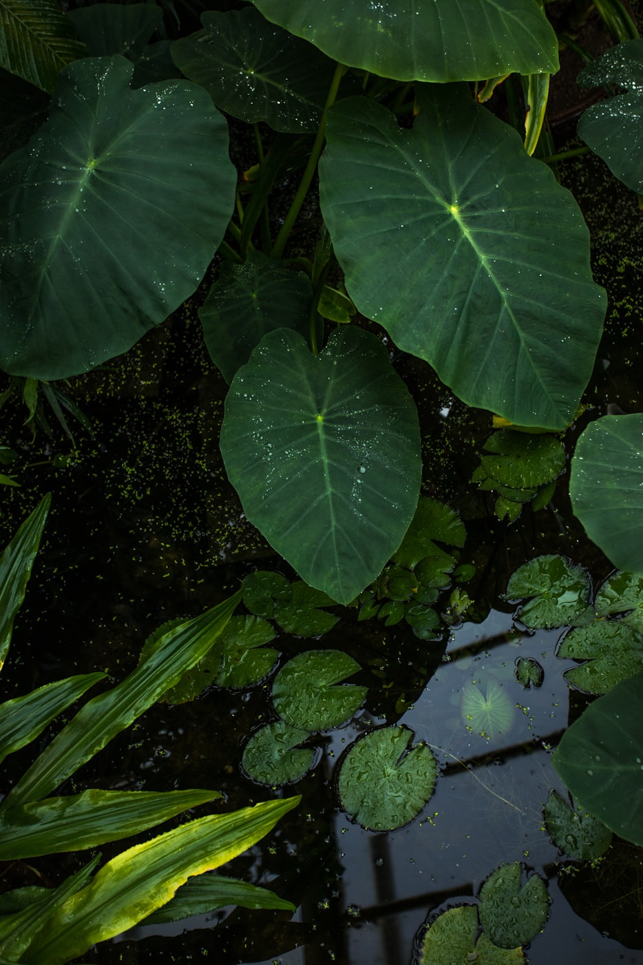 【植物也是生命吃植物不是杀生吗/植物也是生命吃植物不是杀生吗】