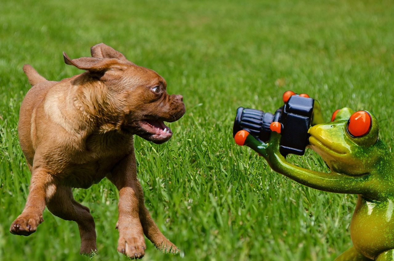 【前十最小小型犬/前十最小小型犬多少钱一只】