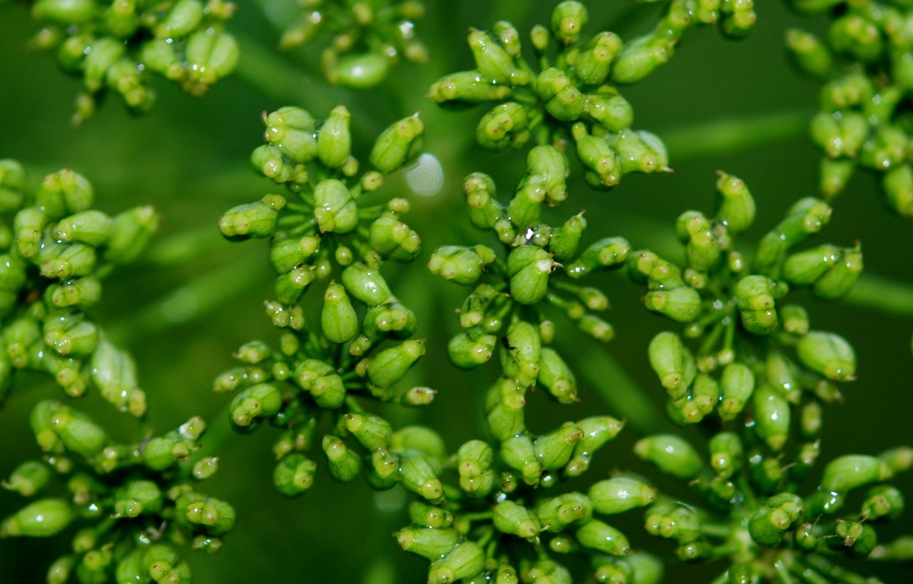 农村常见植物大全-农村常见的植物有哪些