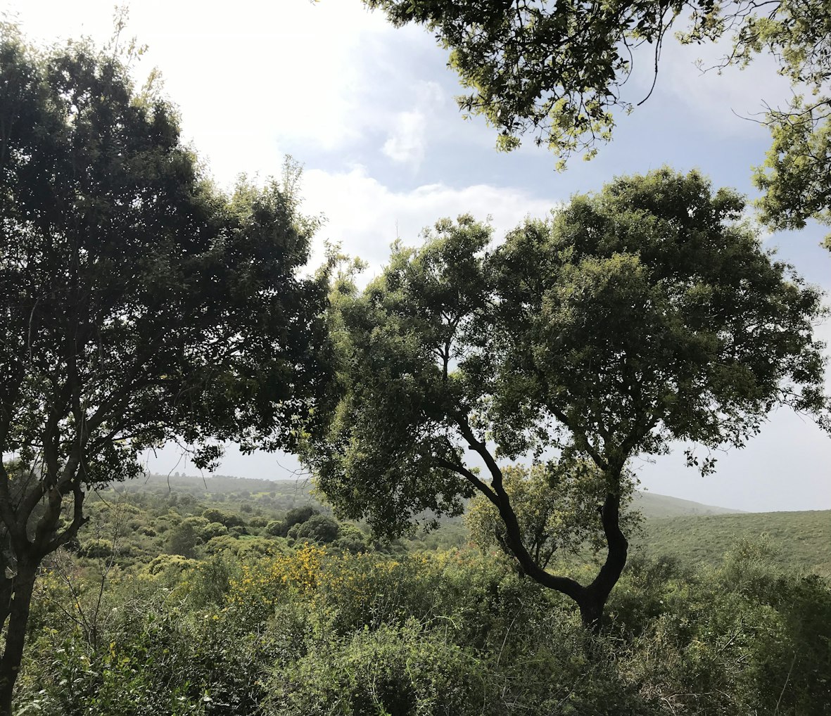 农村常见植物大全-农村常见的植物有哪些
