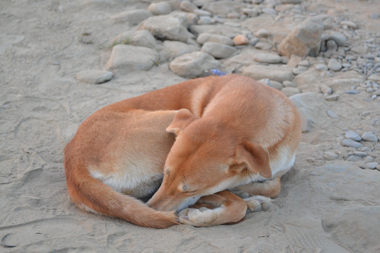 前十最小小型犬.前十最小小型犬搏美犬