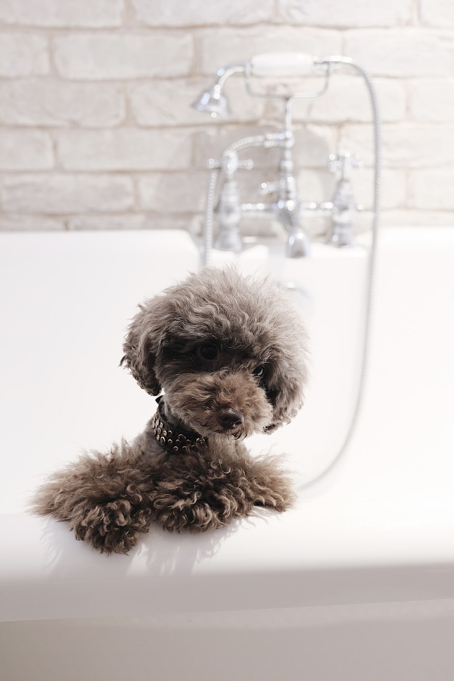 泰迪叫Poodle还是Pomple〃泰迪狗狗叫什么
