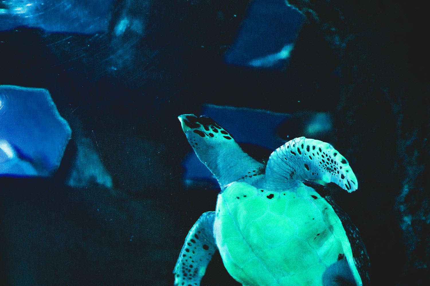 「海洋生物的名字」〃海洋生物的名字和特点是什么