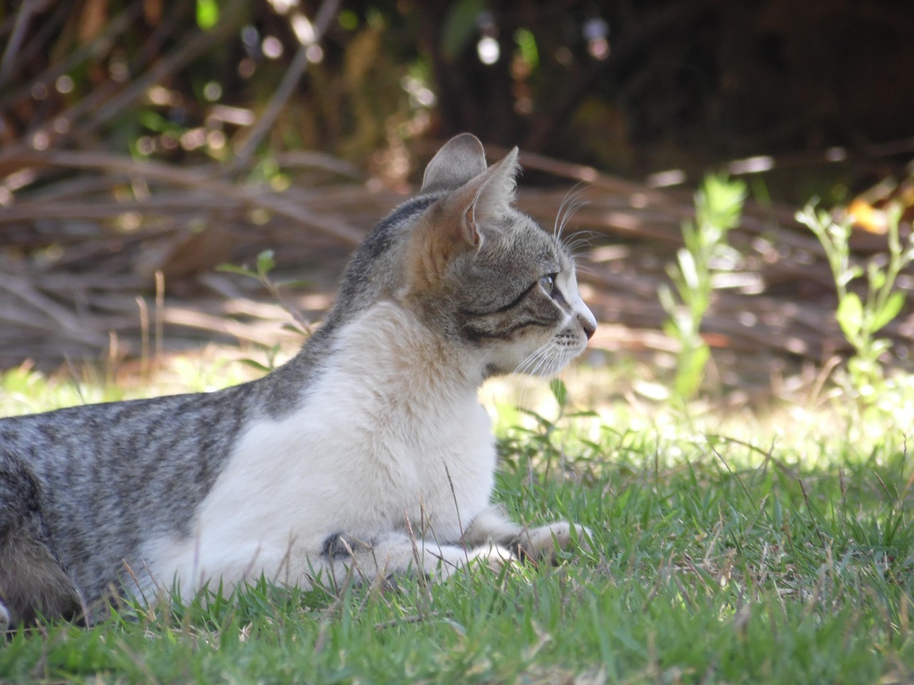 猫科动物都有什么种啊?,猫科动物分别有哪些 猫科动物都有什么种啊?,猫科动物分别有哪些