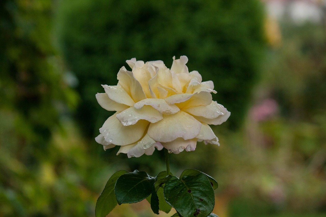 茶花是四季开花吗〃茶花是否四季开花