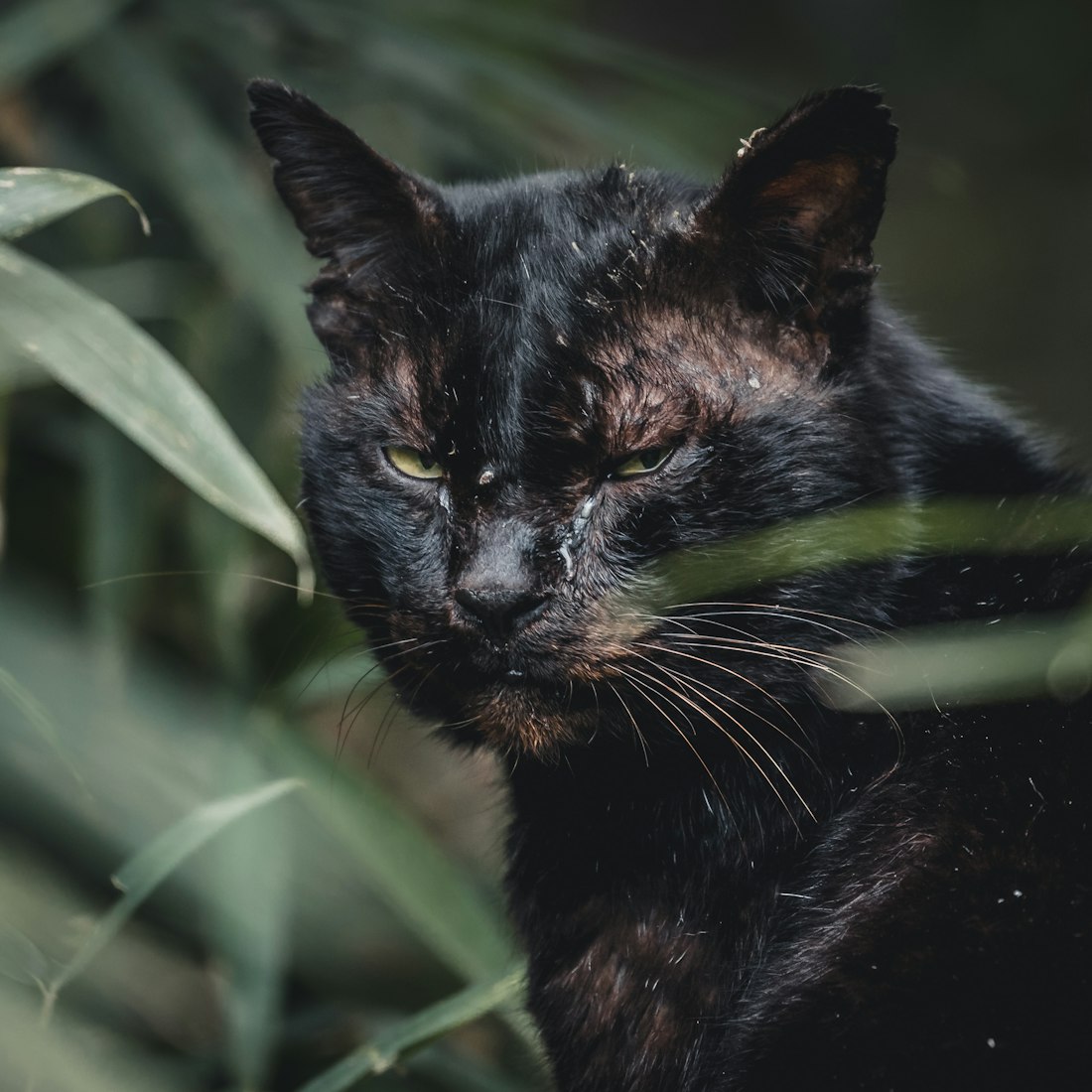 「动物头像ins高级质感」〃动物头像ins高级质感猫咪