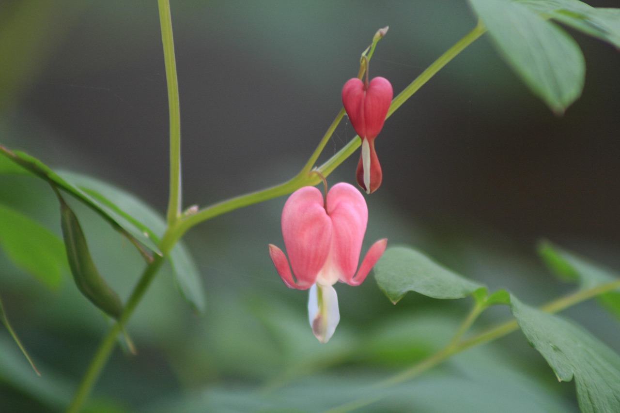 “适合搬房子送的花” 搬家送哪种花？