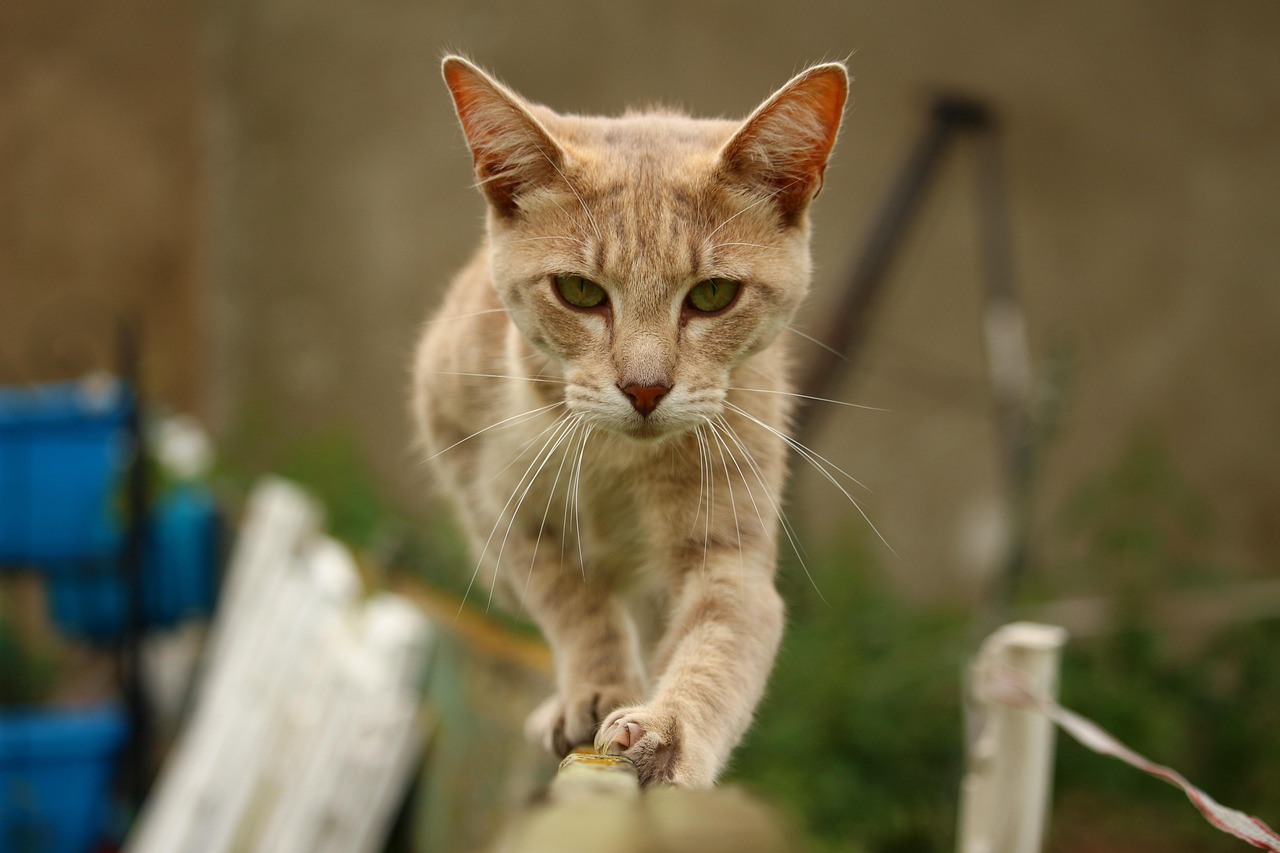 猫的身体特点都有哪些,猫的身体介绍 猫的身体特点都有哪些,猫的身体介绍