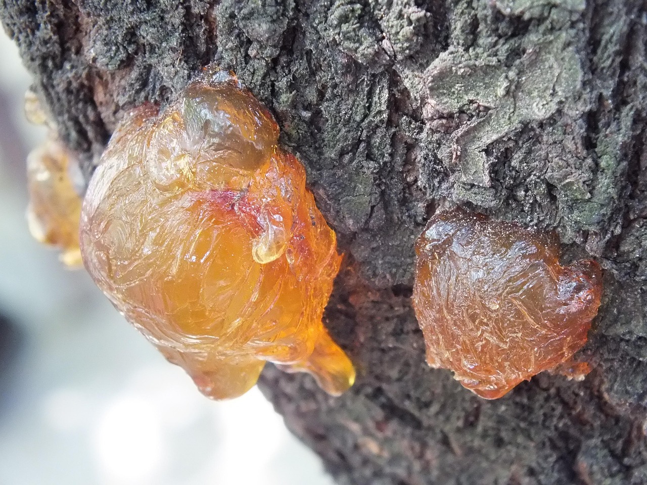「世界上最奇特的树木」〃最奇特的树是 「世界上最奇特的树木」〃最奇特的树是