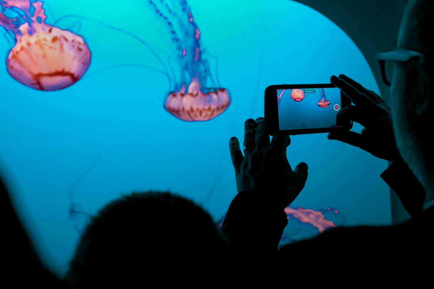 上海海洋水族馆详细介绍.上海海洋水族馆怎么样好玩吗
