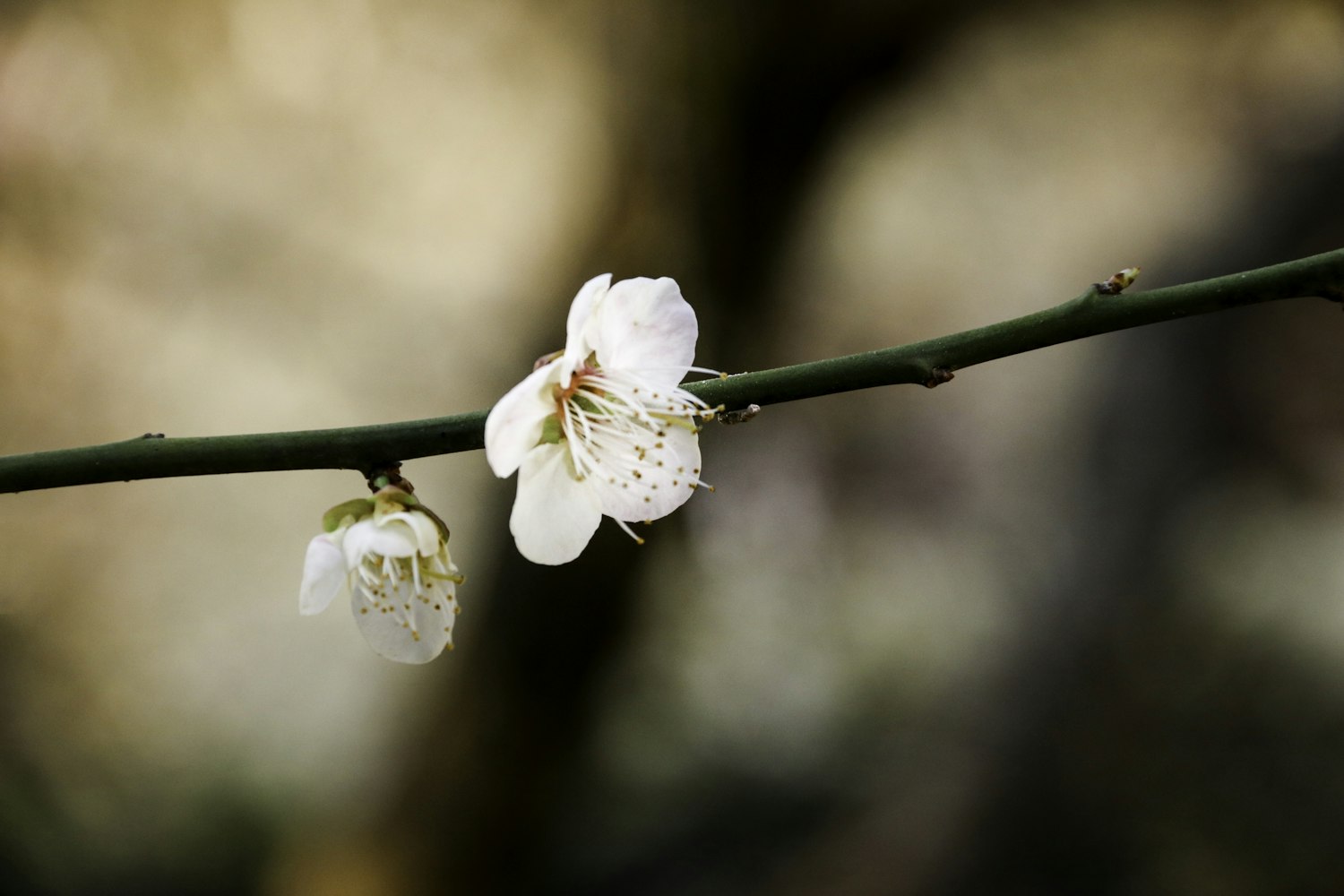 “写一种植物并且想到一个人的品质0字” 某种植物代表怎样的人物？