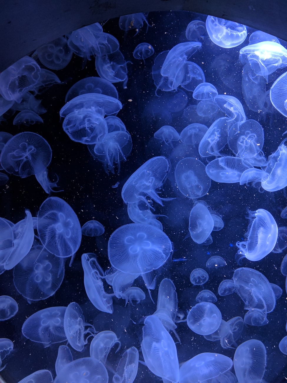 深海有什么异类生物〃深海有哪些生物
