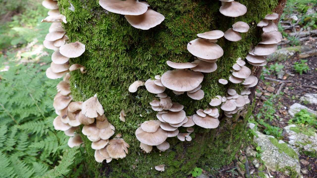 观察凤仙花生长日记︰(凤仙花的生长观察日记)