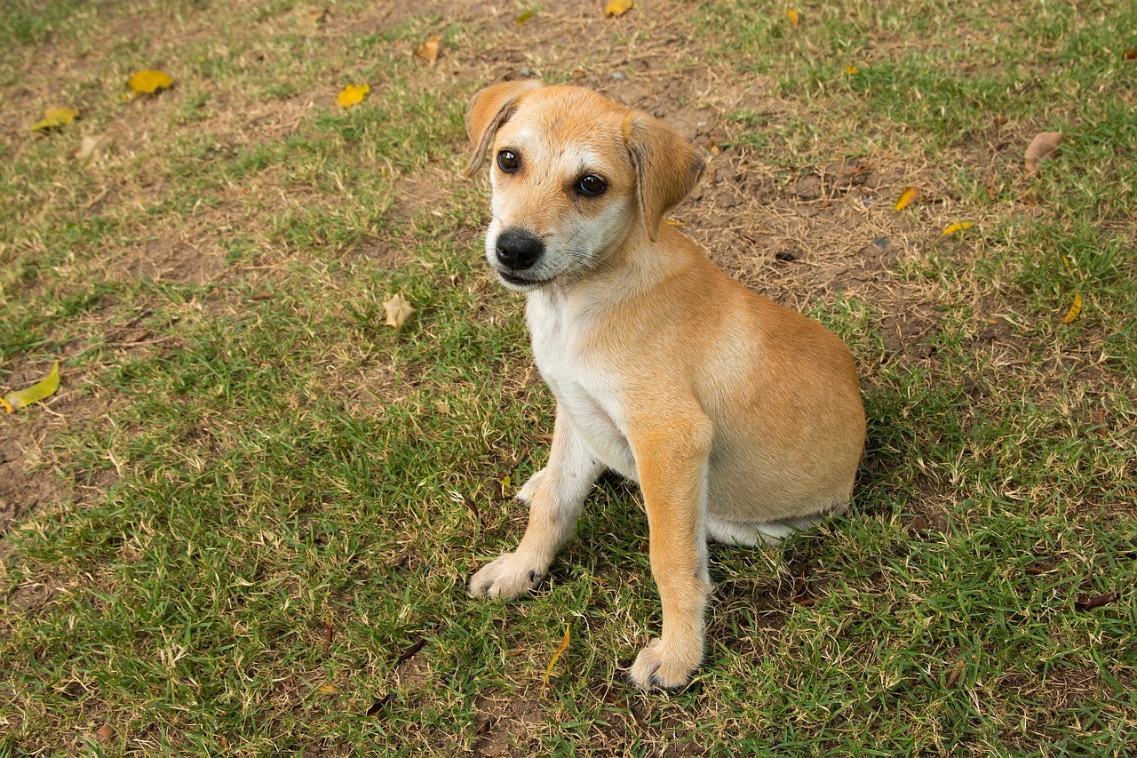 「世界优秀猎犬排名前十」〃世界猎犬第一名