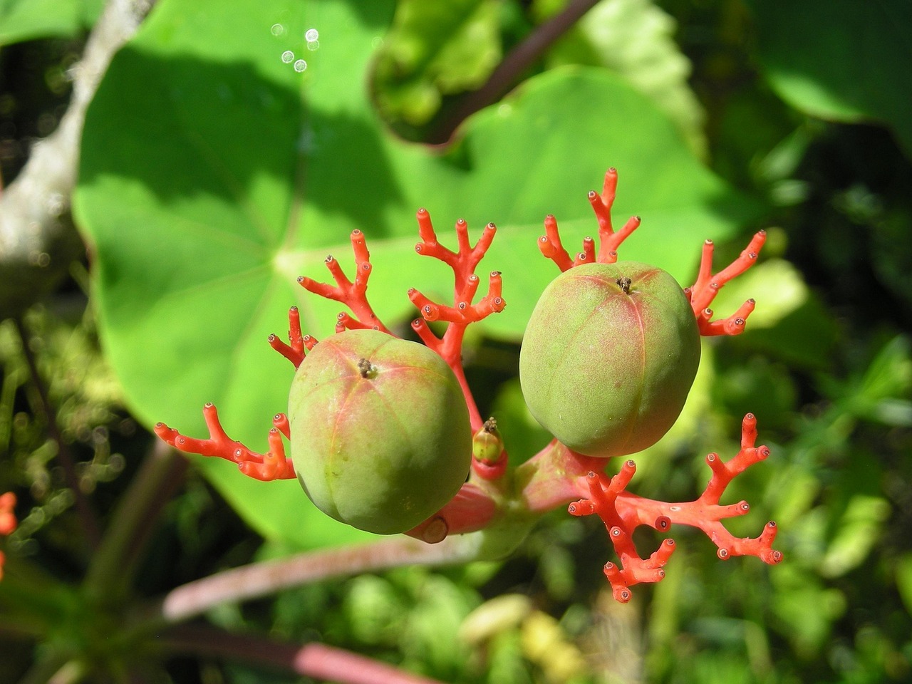 「裸子植物有花和果实吗」〃裸子植物有花和果实吗图片 「裸子植物有花和果实吗」〃裸子植物有花和果实吗图片