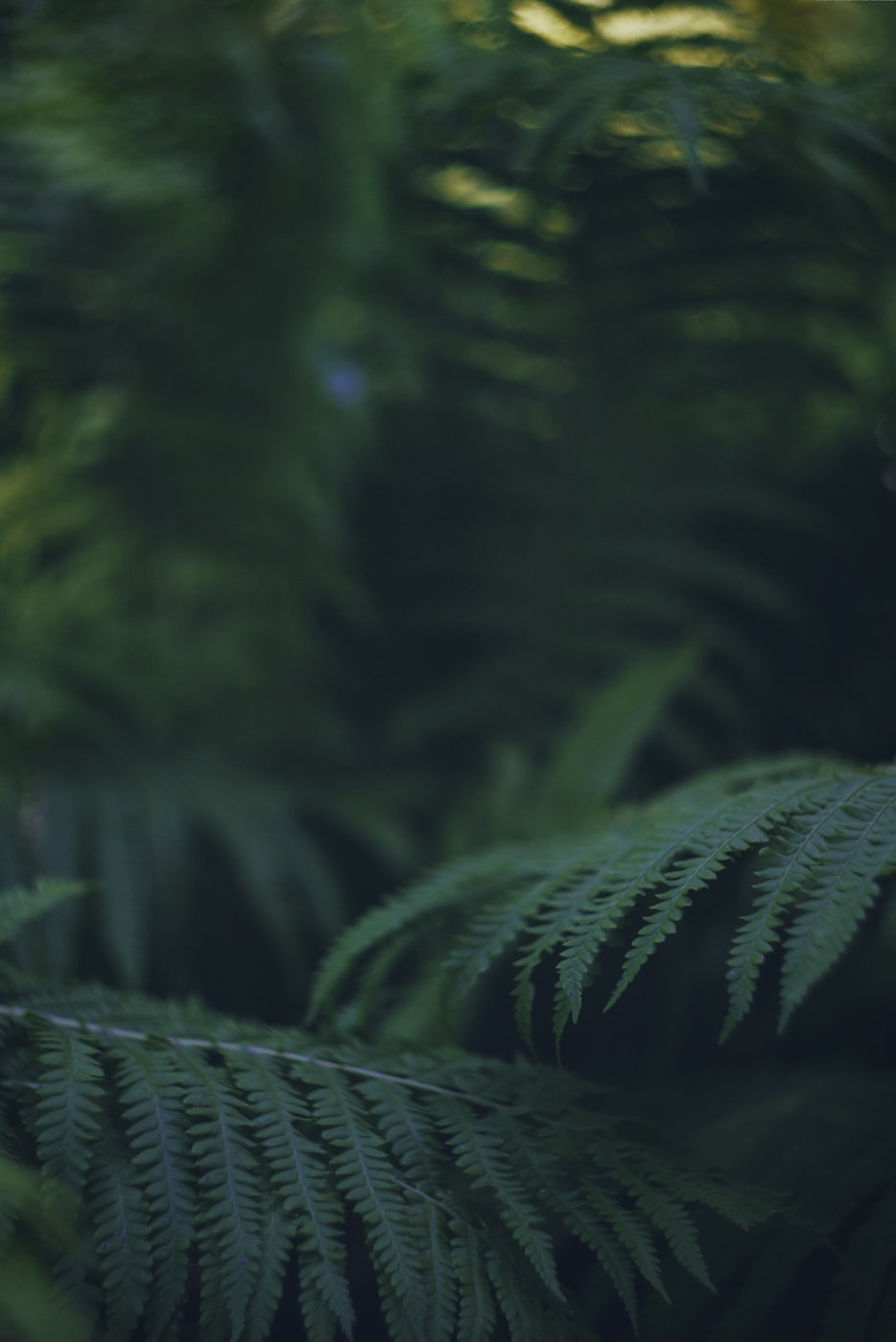 【植物的现代诗简短首/植物的现代诗歌】 【植物的现代诗简短首/植物的现代诗歌】
