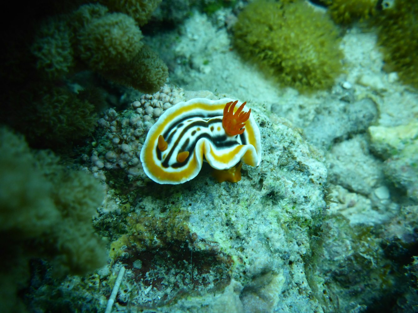 史上最大的海洋生物〃史上最大的海洋生物有多大