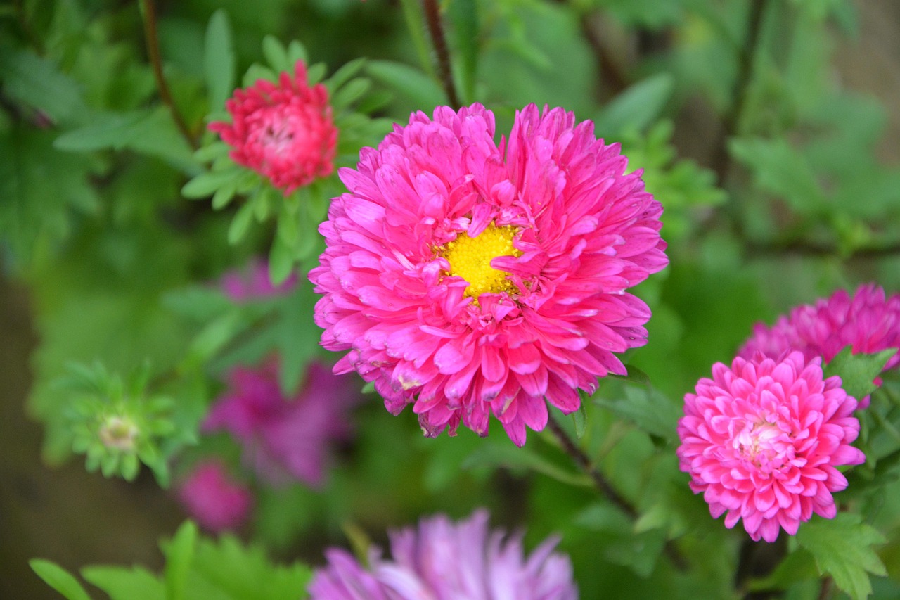 「鲜花寓意大全」〃鲜花代表什么象征意义