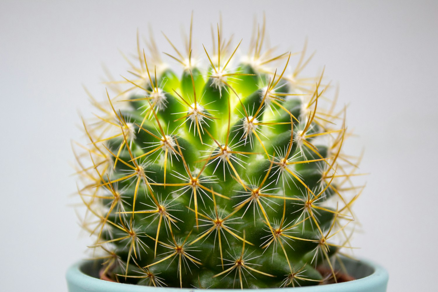 【仙人球花属于昙花的种类吗/仙人球开花和昙花很像】 【仙人球花属于昙花的种类吗/仙人球开花和昙花很像】