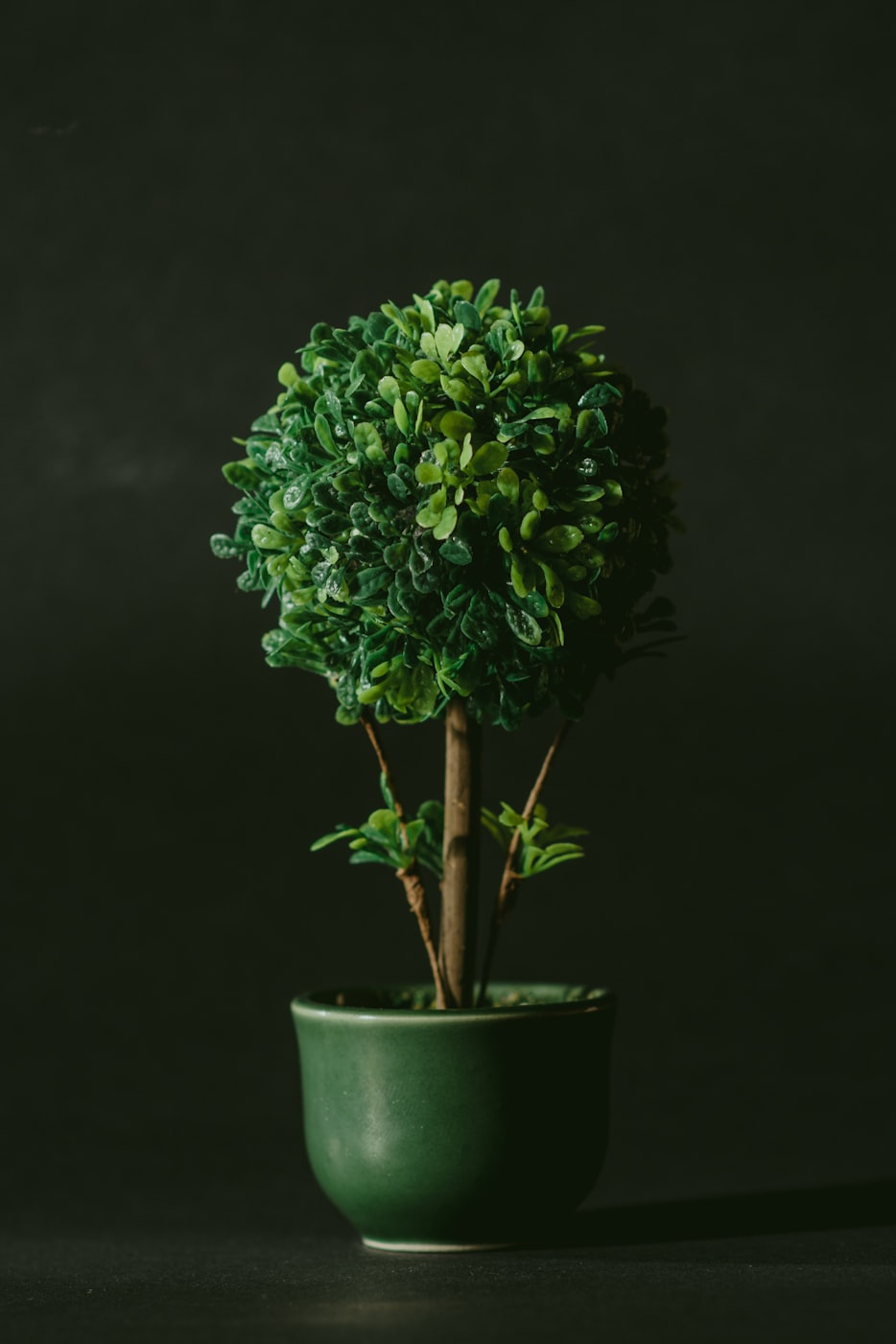 植物和动物的区别是什么-植物与动物的区别