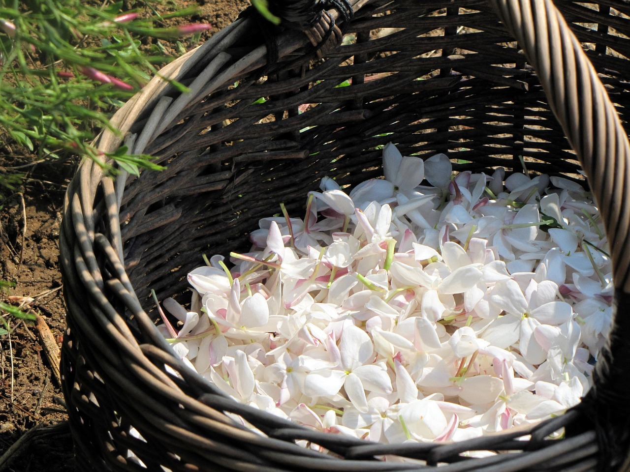 「娃娃菜种植时间和方法」〃娃娃菜种植时间和方法盆栽