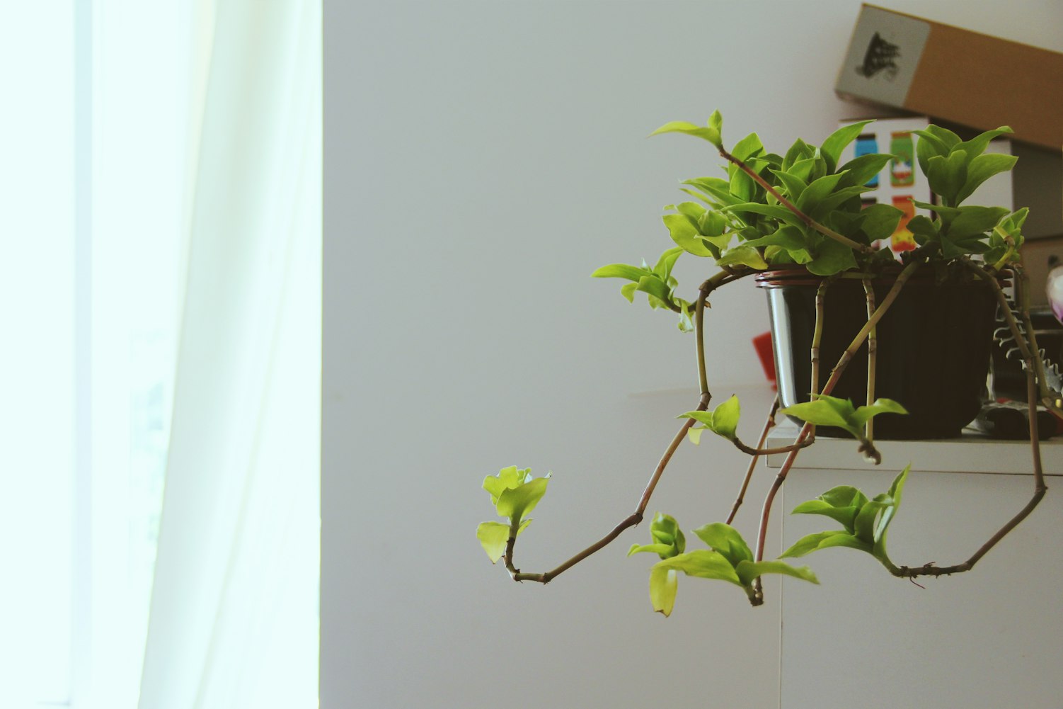 花卉室内观叶植物有哪些,花卉室内观叶植物有哪些种类