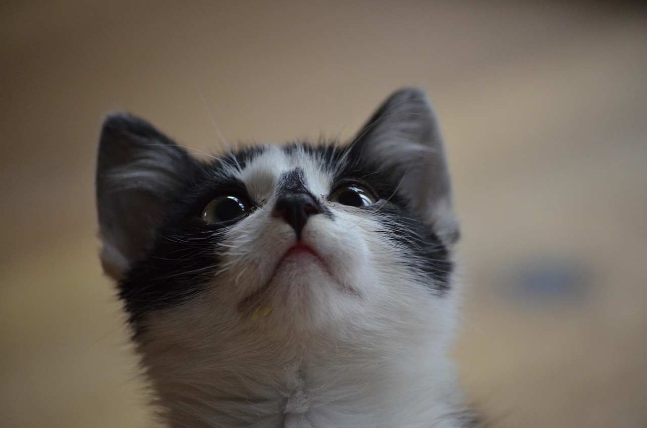 小刺猬怎么饲养〃刺猬怎么饲养合法吗