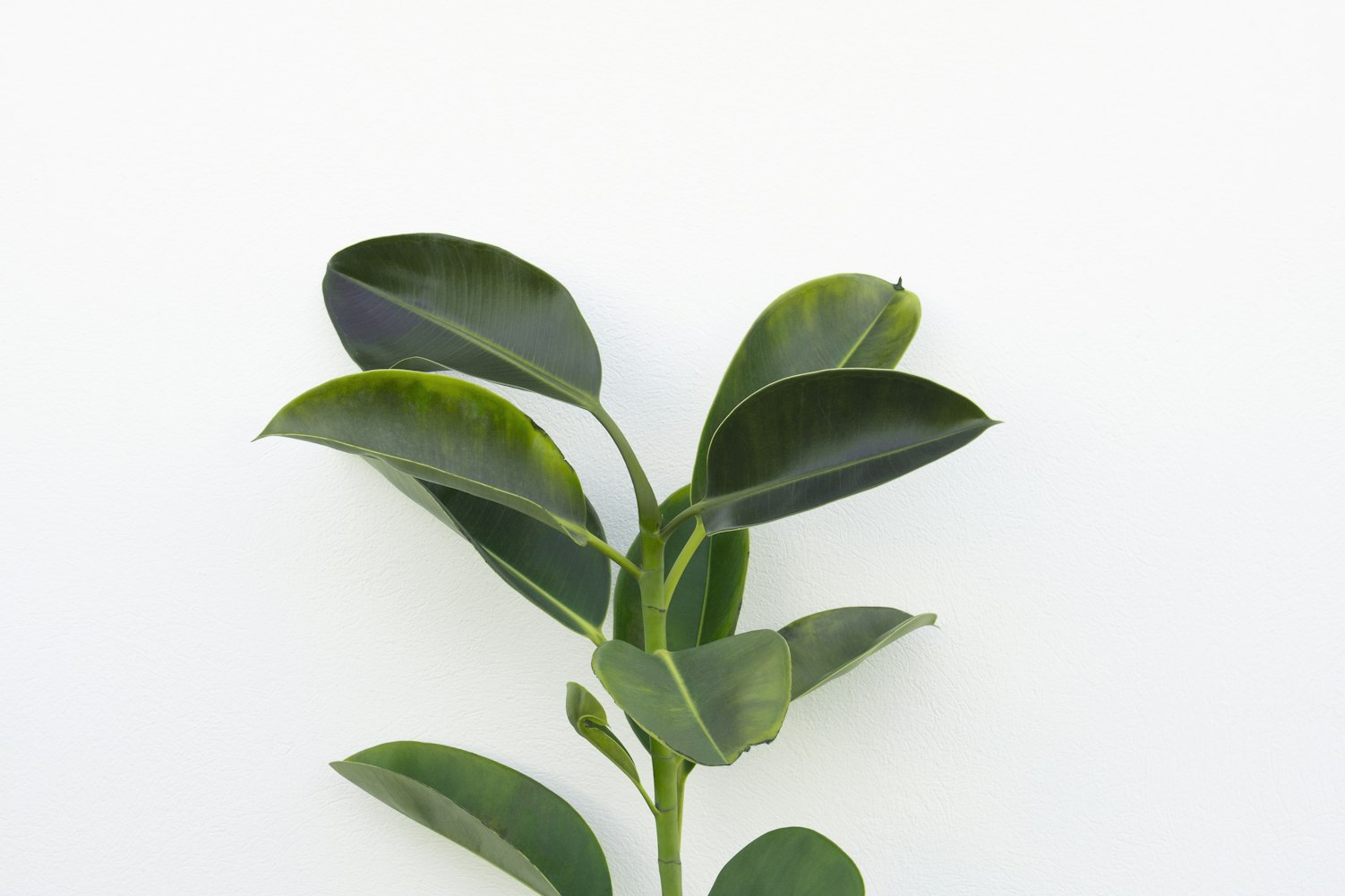 【绿色植物可以分为四大类群/绿色植物的五大作用】 【绿色植物可以分为四大类群/绿色植物的五大作用】