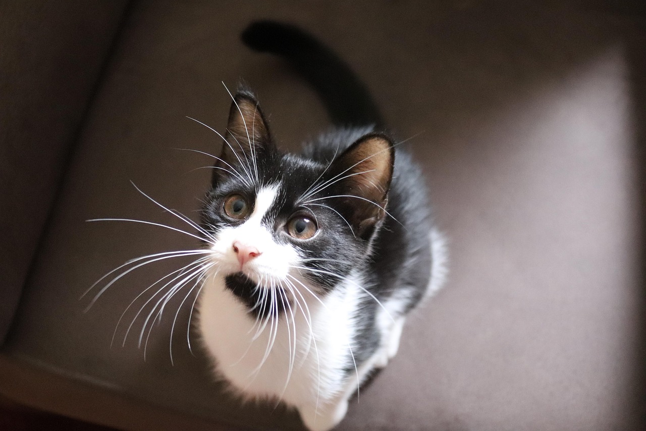 怎么养刚出生的小猫〃新出生的小猫怎么养