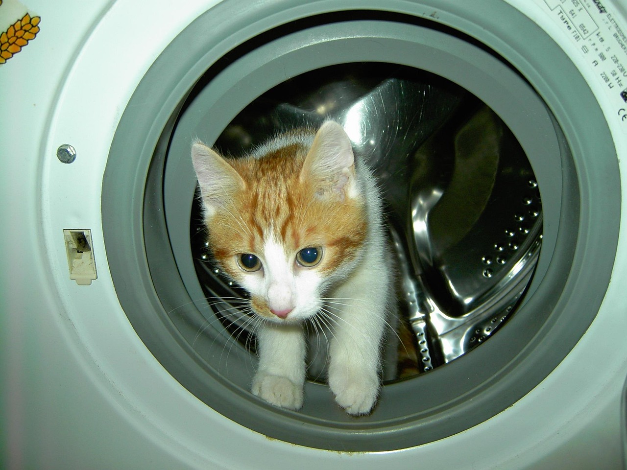 怎么养刚出生的小猫〃新出生的小猫怎么养