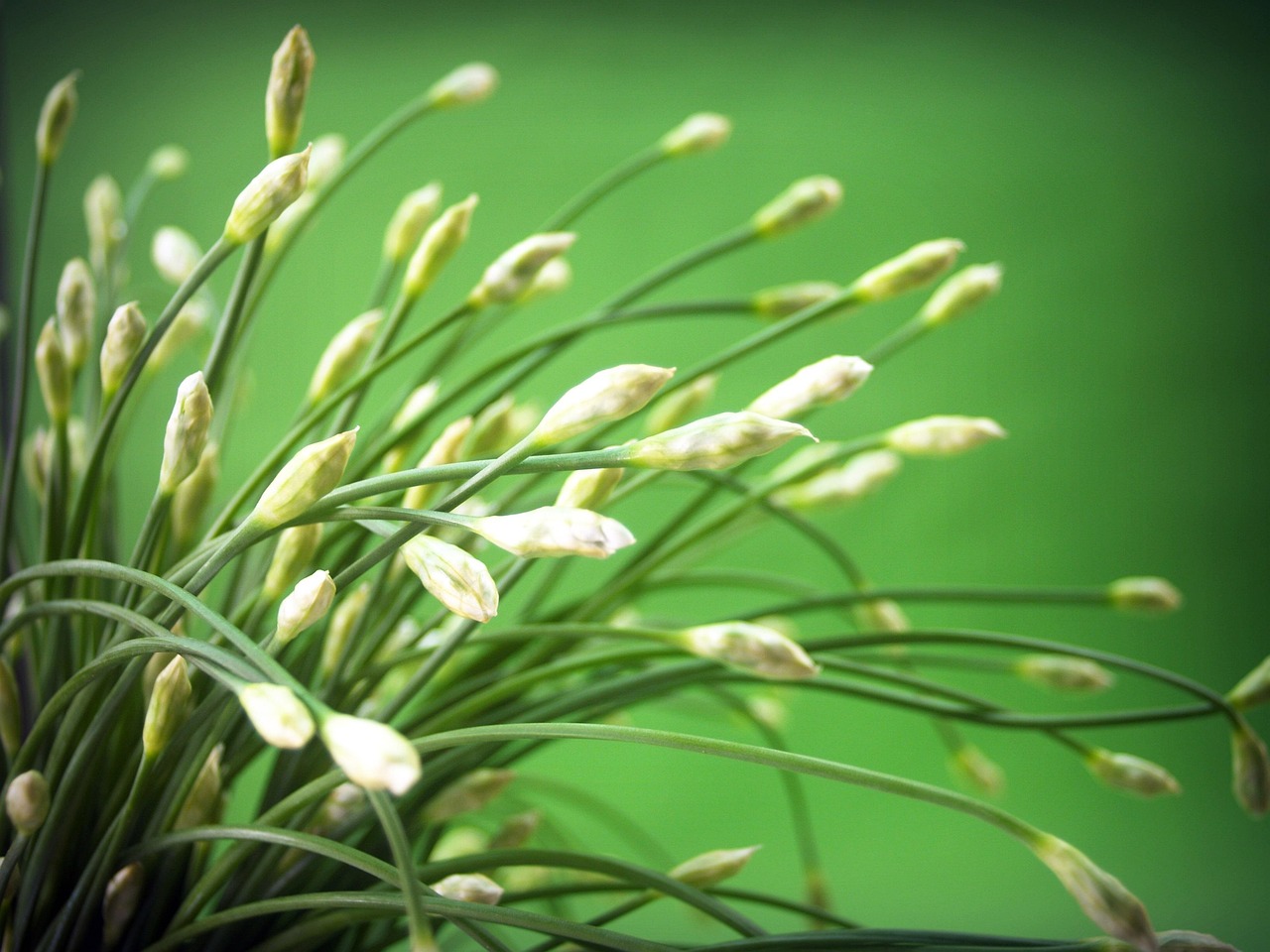 “新鲜桂花怎么做干桂花” 桂花晒干的正确方法？