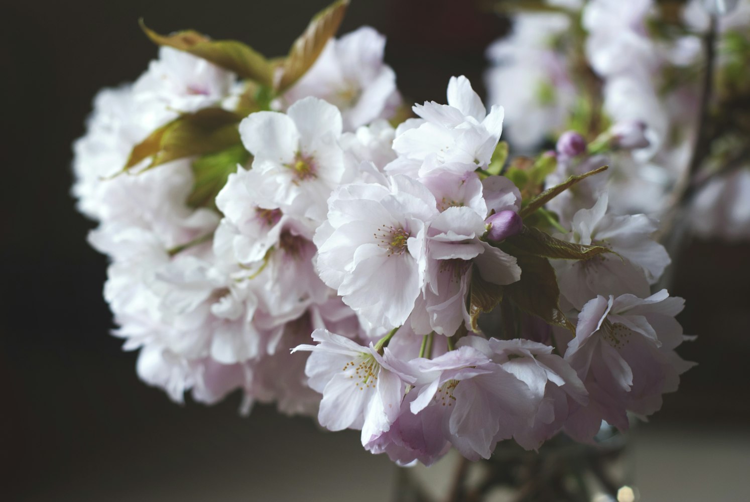 我家的桂花树为什么四年不开花?-桂花树不开花是什么原因造成的 我家的桂花树为什么四年不开花?-桂花树不开花是什么原因造成的