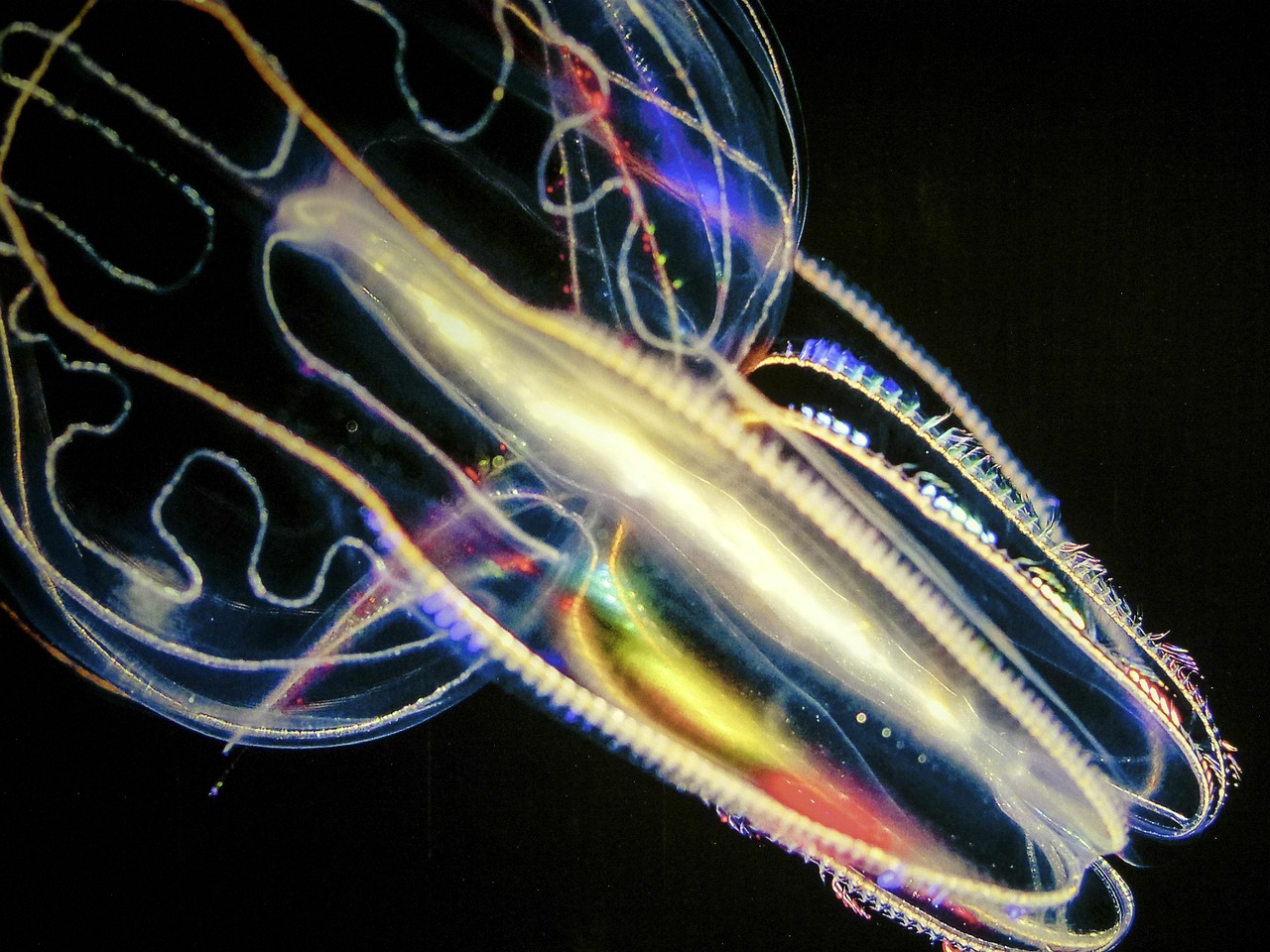 生物六大生命现象.生物的七大生命活动内容 生物六大生命现象.生物的七大生命活动内容