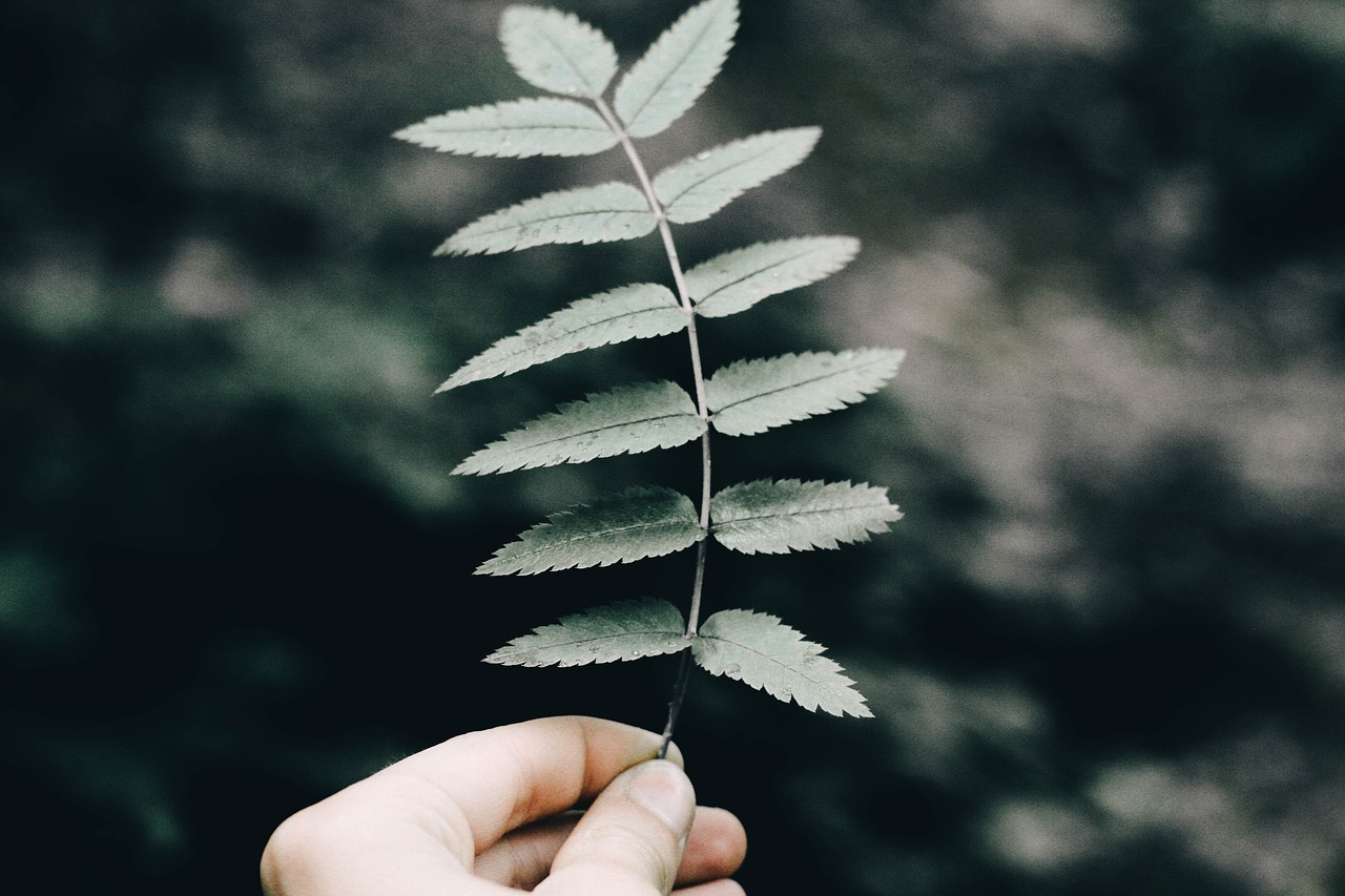 “抗癌的中草药有哪些这些中药不贵抗癌却属一流	” 抗癌的中草药大全？