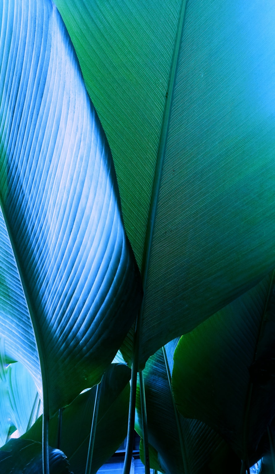 “生物圈中有哪些绿色植物思维导” 生物圈中有哪种类的植物绿色植物并列举两种具体植物？