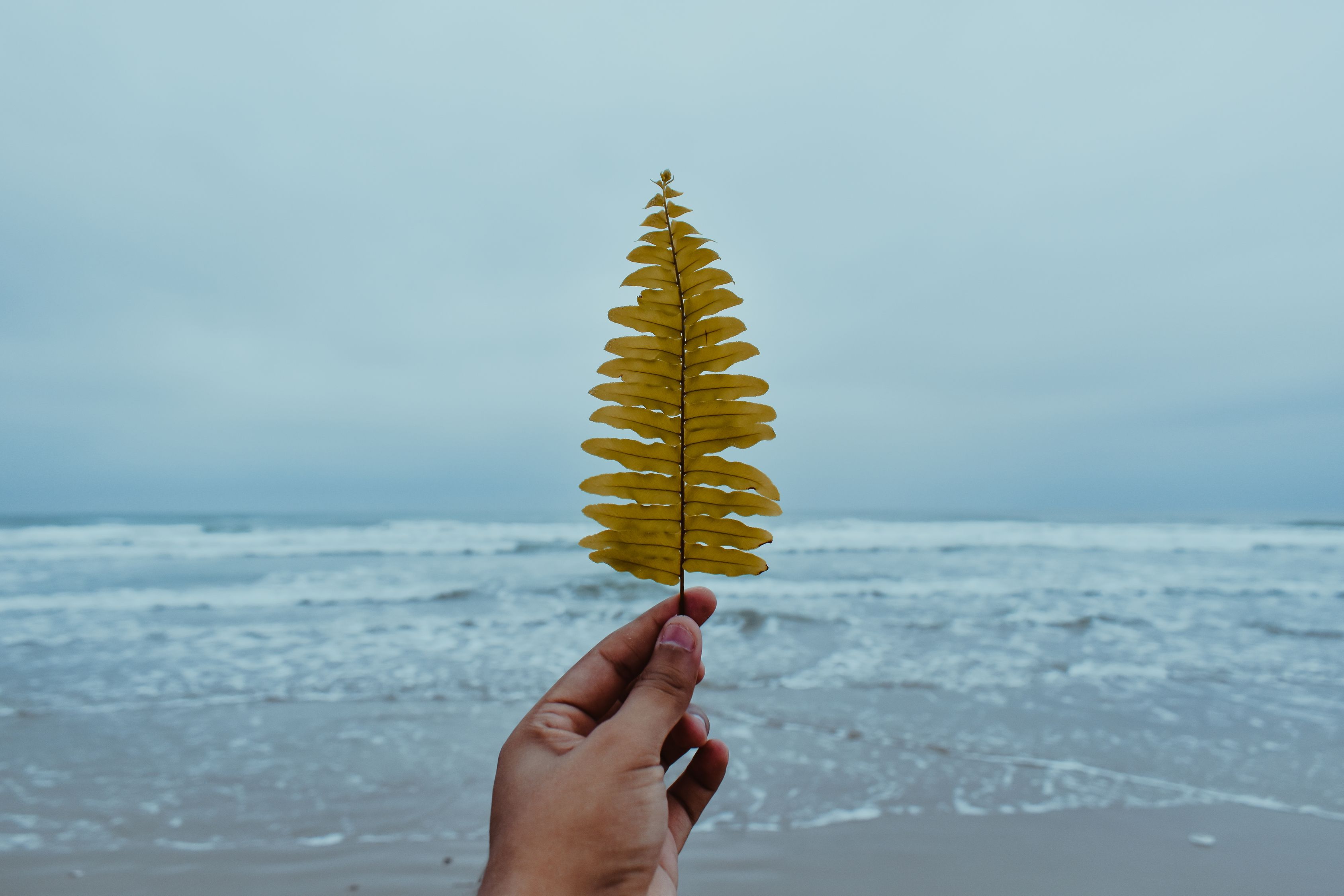 放生真的有好处吗可以给众生活命吗我自己能得到益处吗请教亲身感应的师兄详细解答南无阿弥陀佛的简单介绍 放生真的有好处吗可以给众生活命吗我自己能得到益处吗请教亲身感应的师兄详细解答南无阿弥陀佛的简单介绍