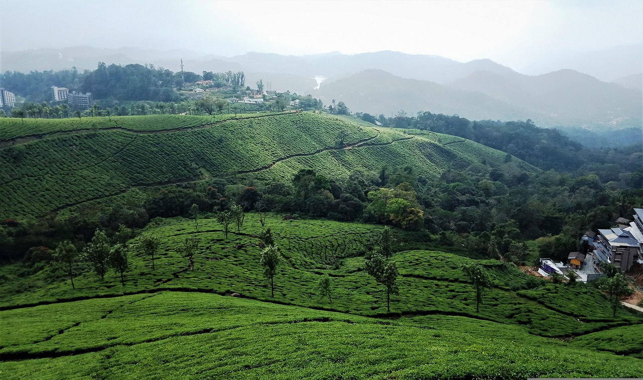 上海辰山植物园景点介绍-上海辰山植物园简介概况