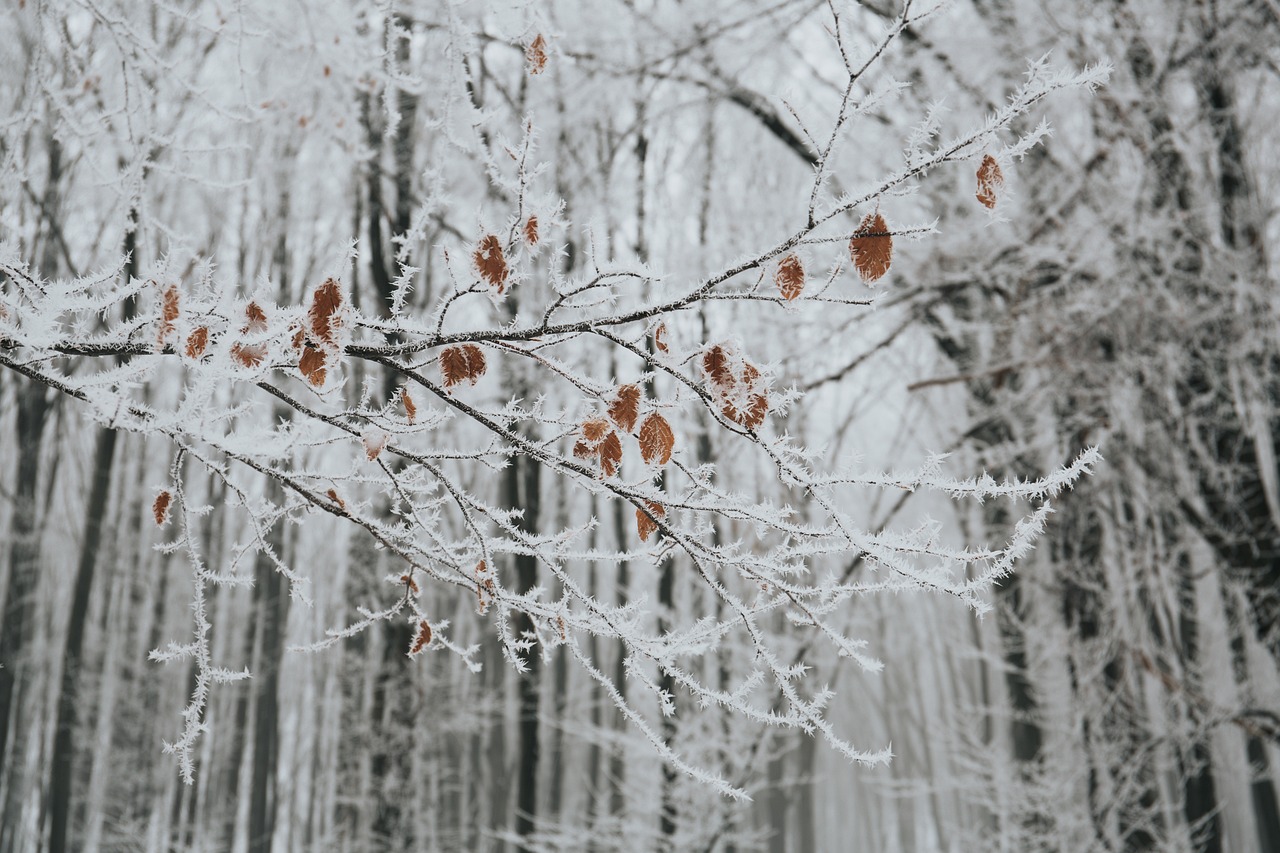 【大雪节气当天的禁忌/大雪节气下大雪求下联】 【大雪节气当天的禁忌/大雪节气下大雪求下联】
