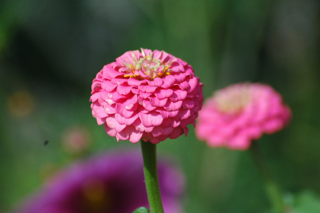 四季适合种在院子的花.四季适合种在院子的花草