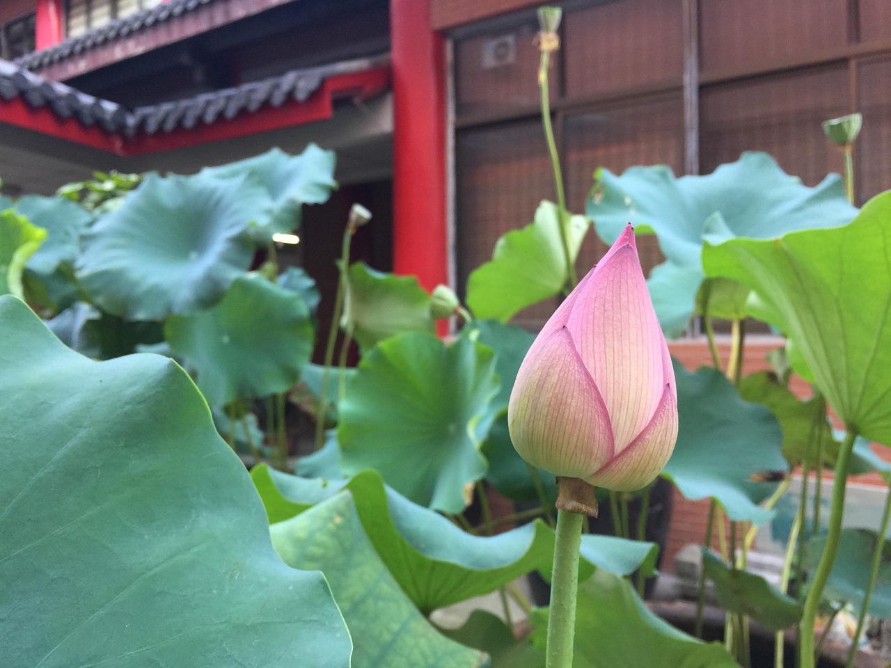 荷花的三个特点.荷花三个特点四年级 荷花的三个特点.荷花三个特点四年级