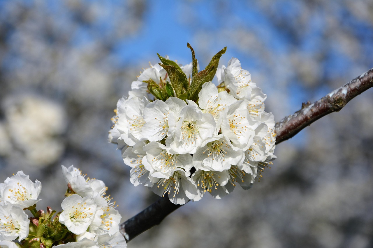 「名贵荷花前十品种」〃荷花哪种最贵 「名贵荷花前十品种」〃荷花哪种最贵