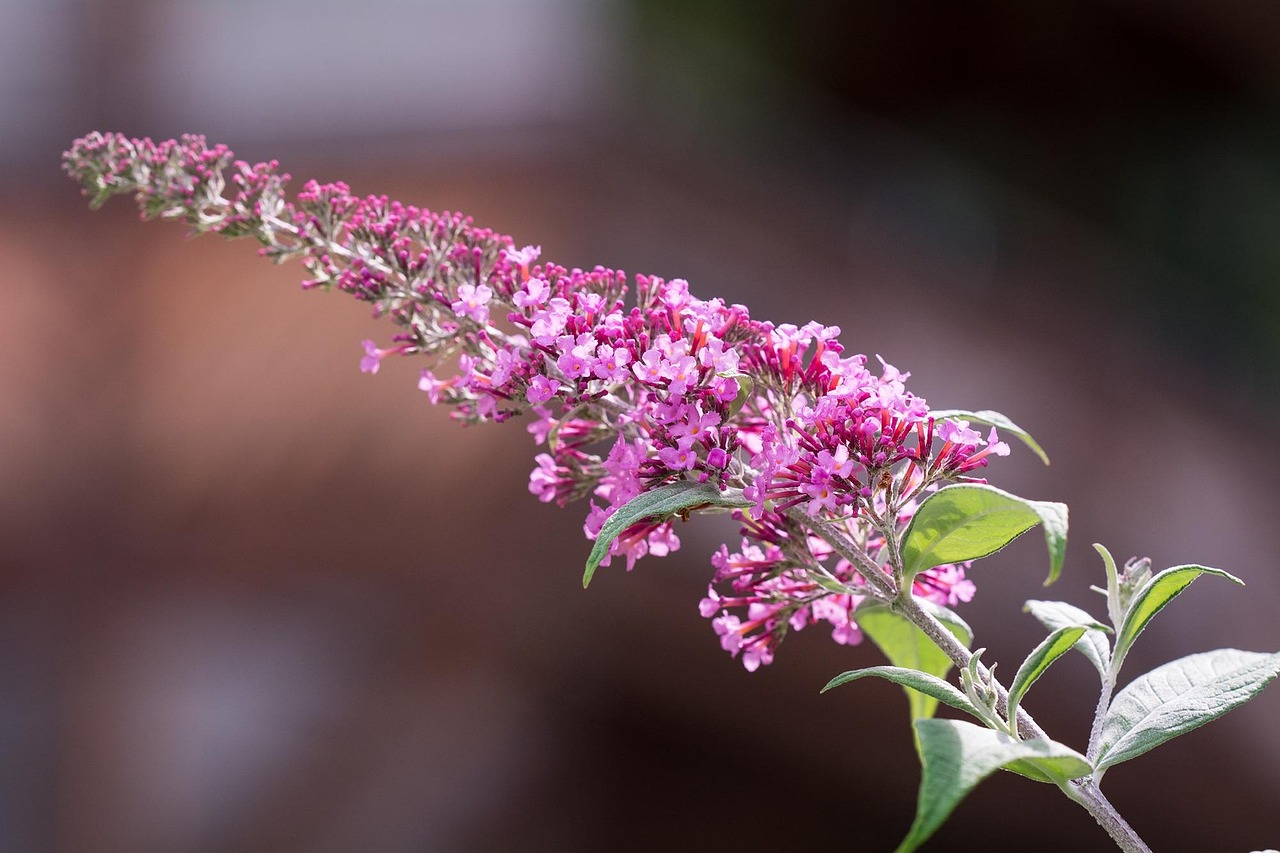 “丁香花的资料？	” 丁香花的资料和图片？