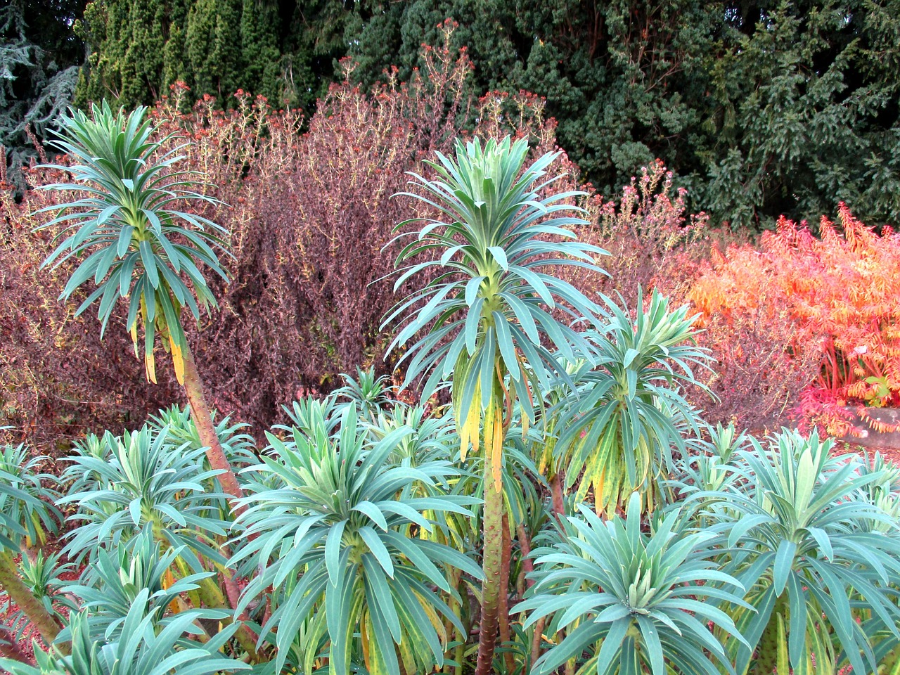 「兴隆热带植物园有哪些植物」〃兴隆热带植物园图片高清