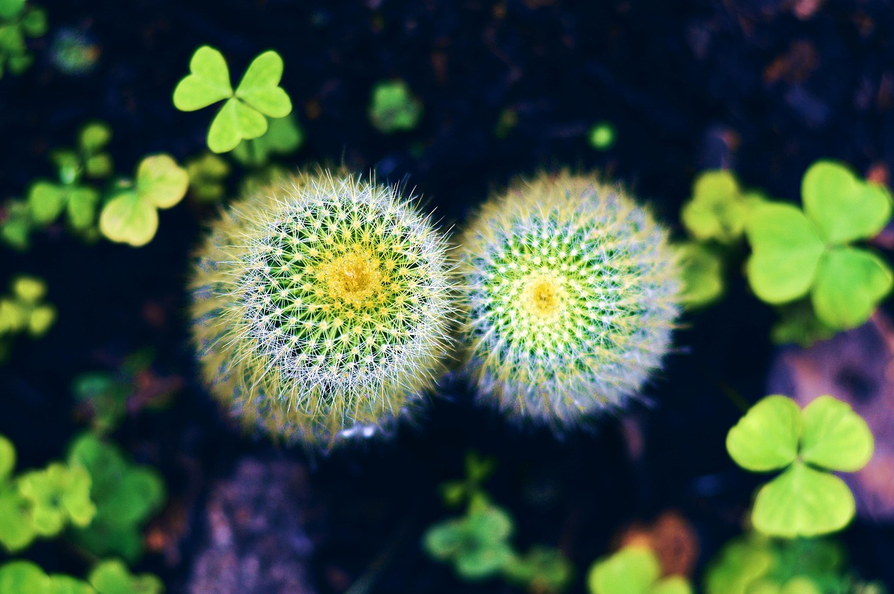 什么花代表我想你--什么花的花语表示我爱你