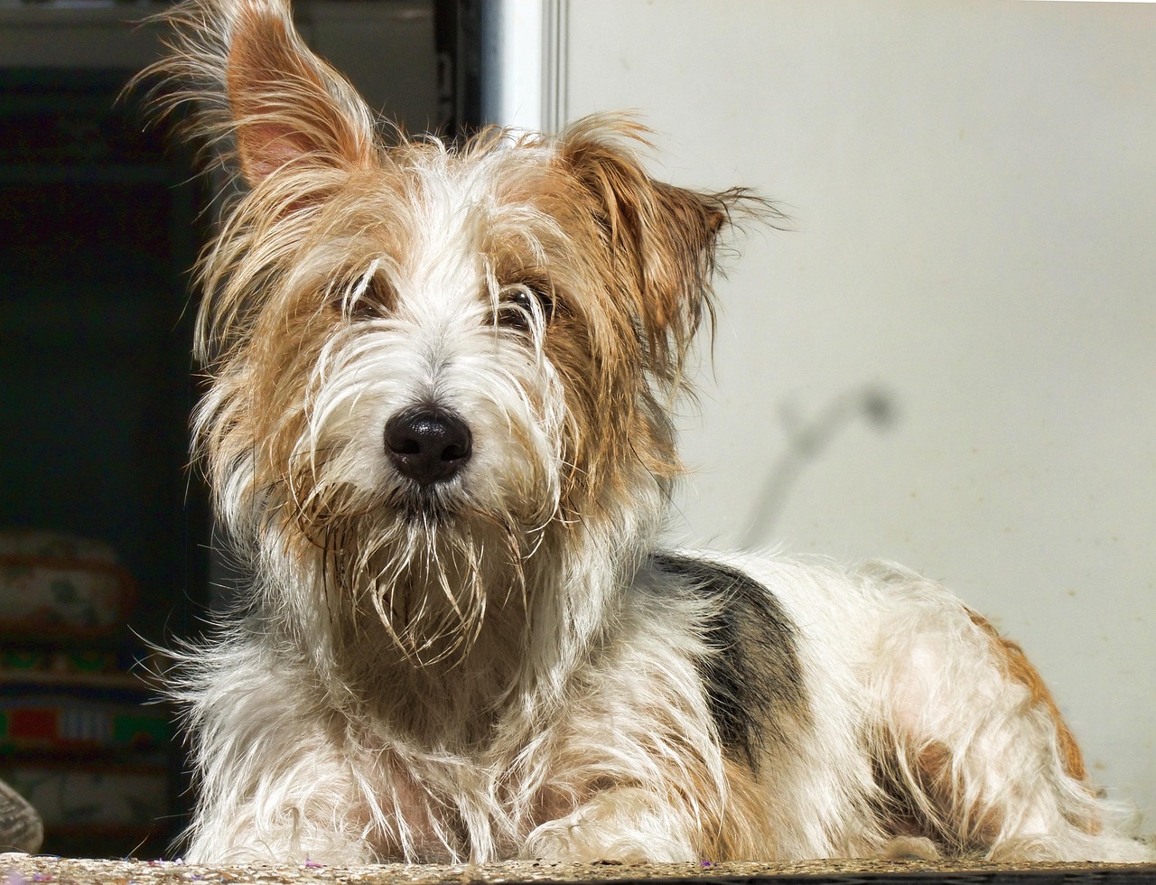 世界优秀猎犬排名前十︰(世界著名猎犬排名) 世界优秀猎犬排名前十︰(世界著名猎犬排名)