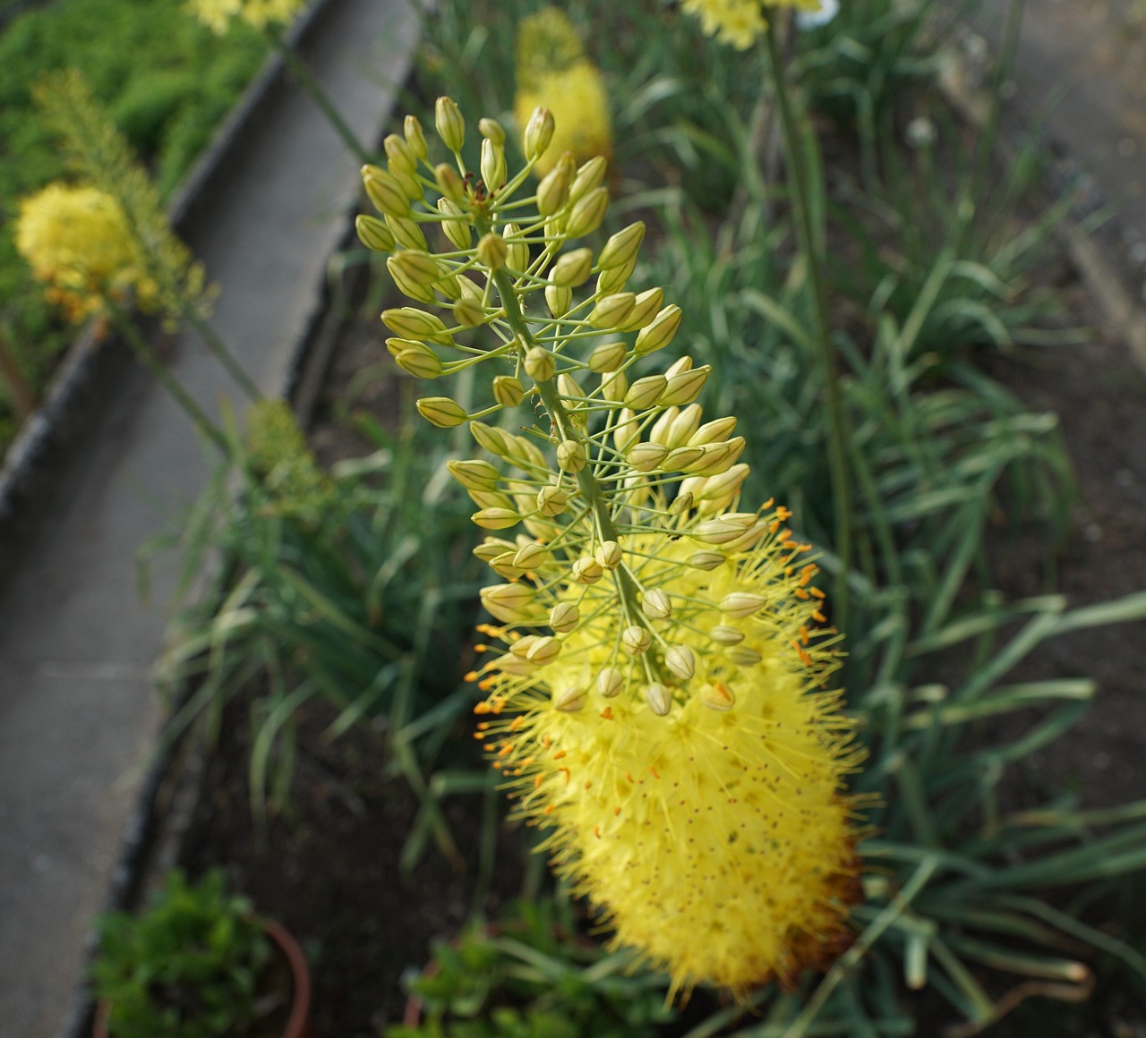 家中昙花开预示什么.家里昙花开了心情说说