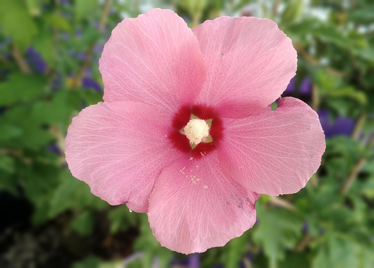 生活中最常见的花有哪些-,生活中的花百科
