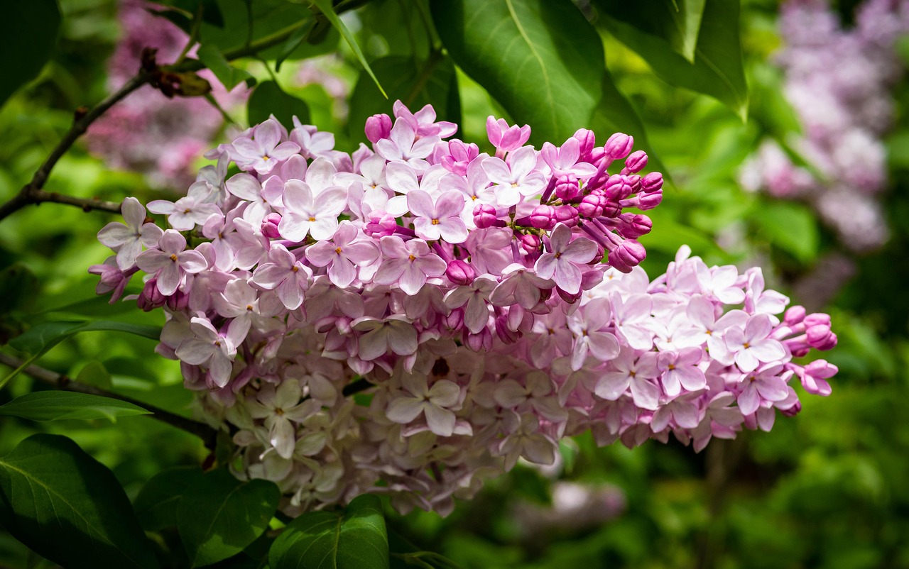 丁香花的资料?,丁香花的花语和寓意 丁香花的资料?,丁香花的花语和寓意