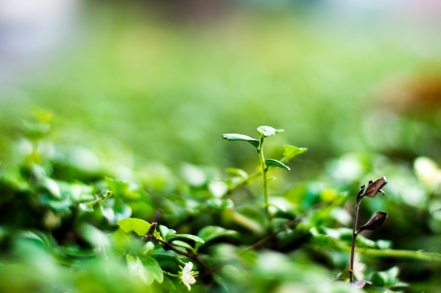 地球上植物有多少种？,世界上植物有多少种